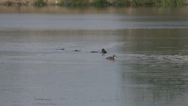 Svasso maggiore - ML645251427