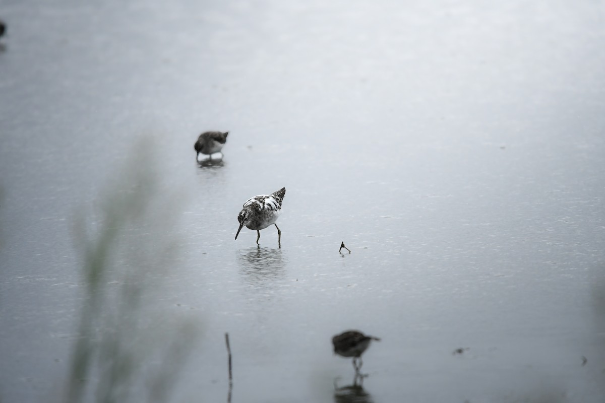 タカブシギ - ML645251432