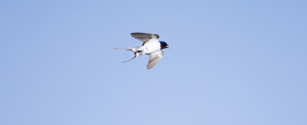 vlaštovka obecná - ML645251461