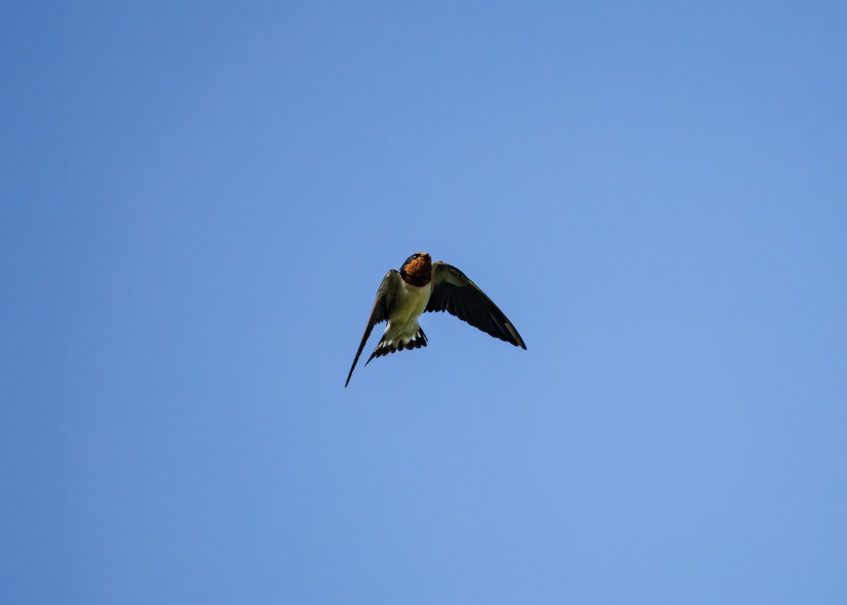 vlaštovka obecná - ML645251462