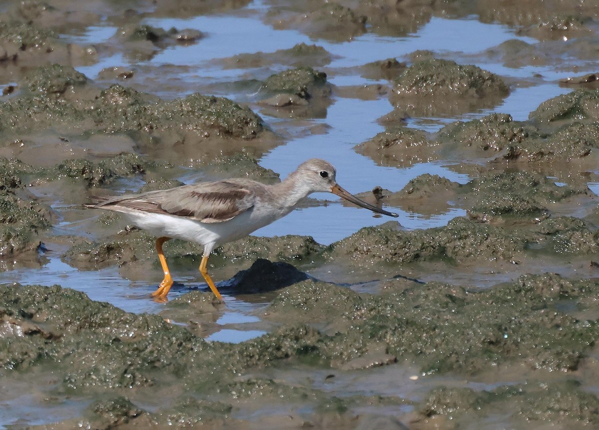 ביצנית אפורה - ML645251474