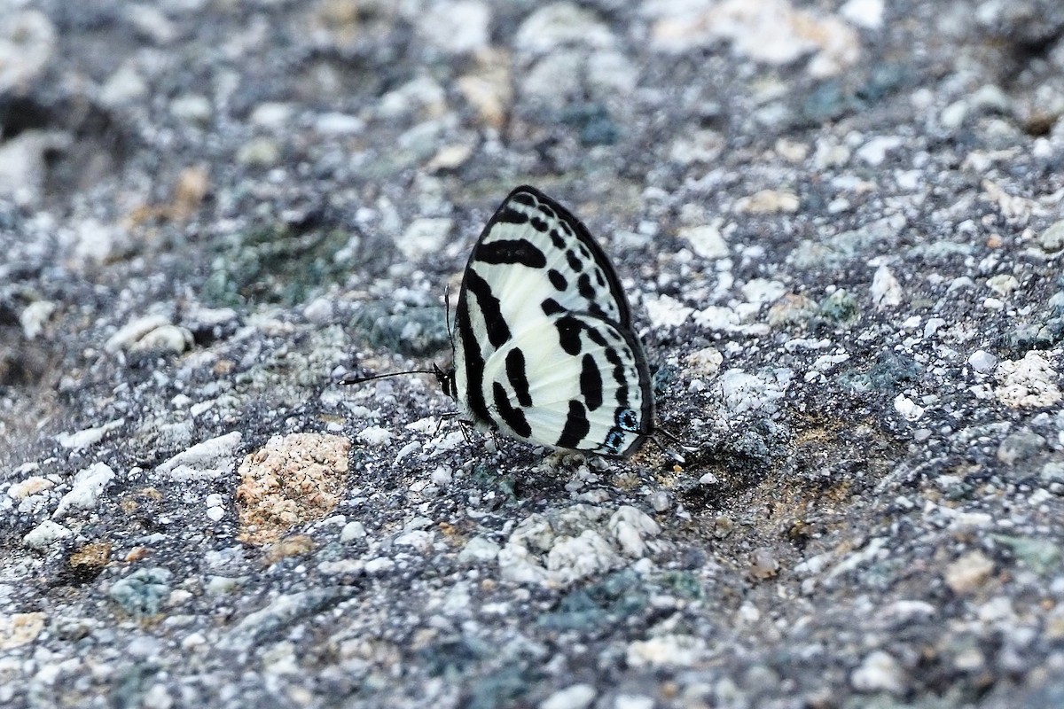 Banded Blue Pierrot - ML645251477
