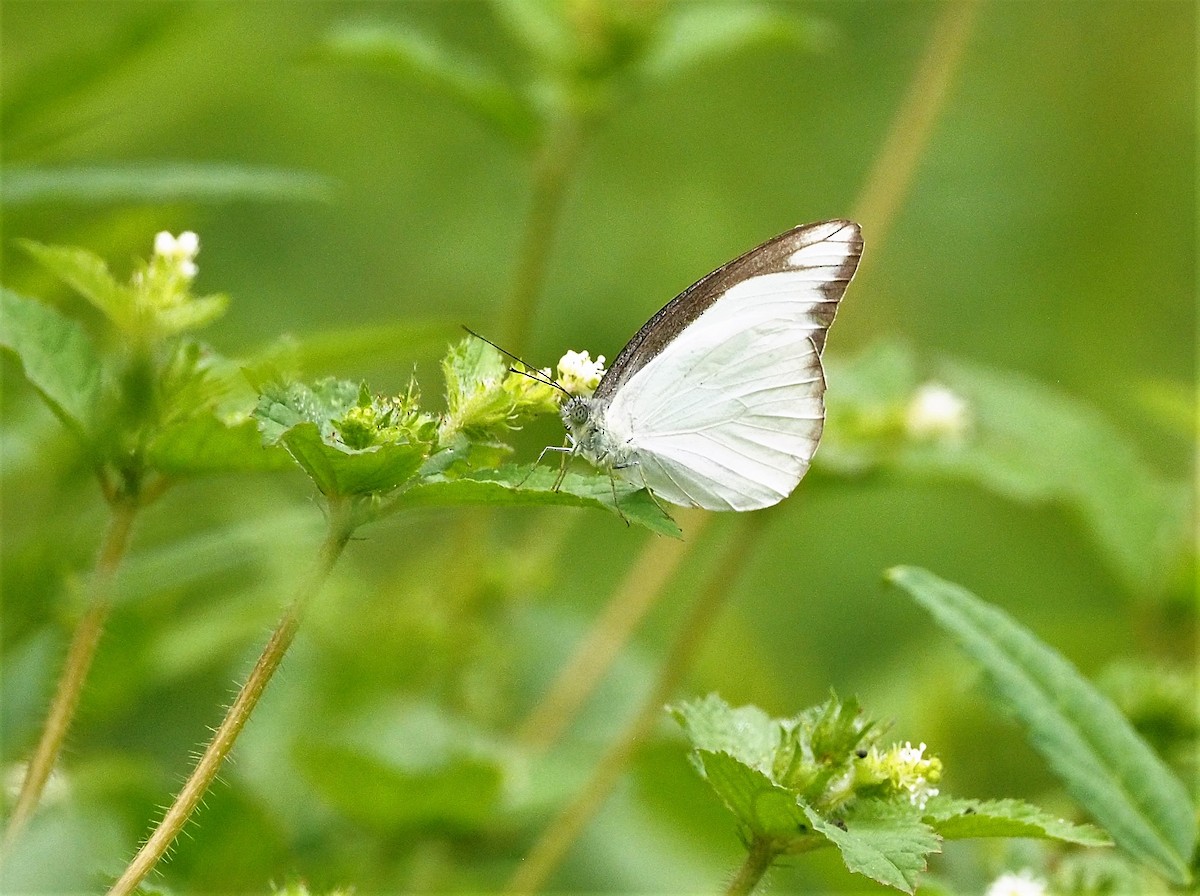Butterflies and Moths - ML645251478