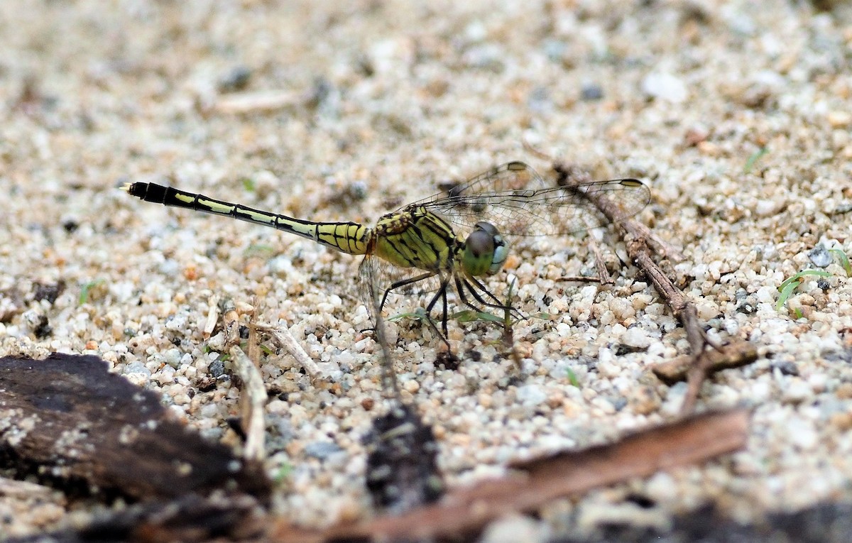 Chalky Percher - ML645251480