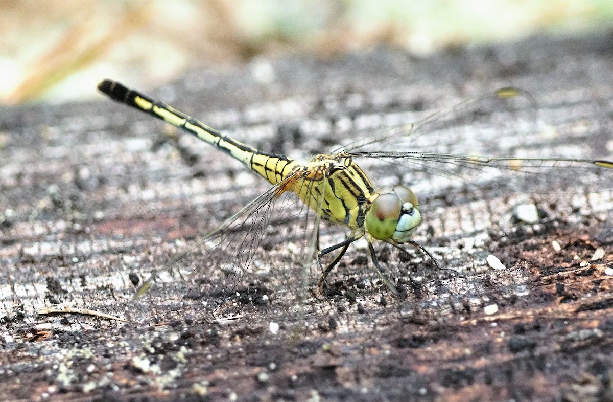 Insects - ML645251481