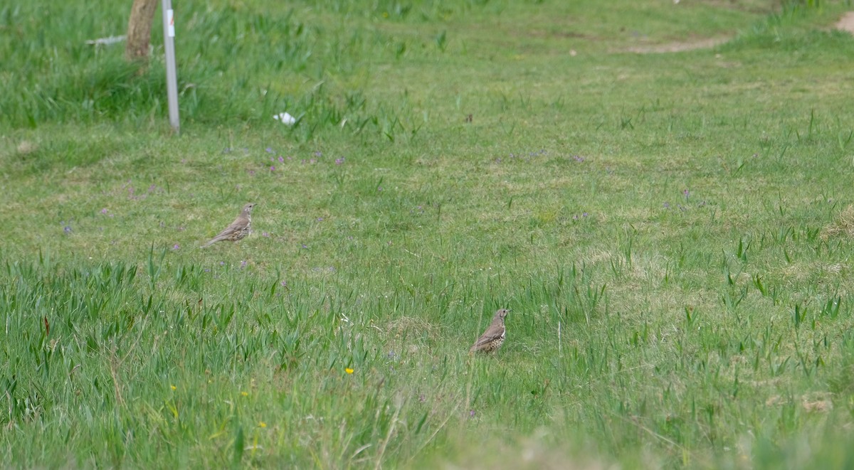 drozd brávník - ML645251482