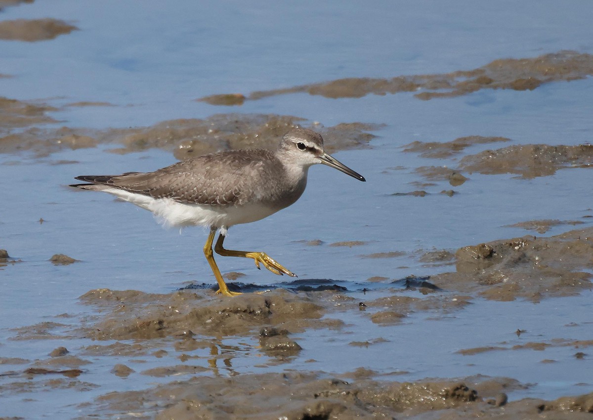 Chevalier de Sibérie - ML645251483