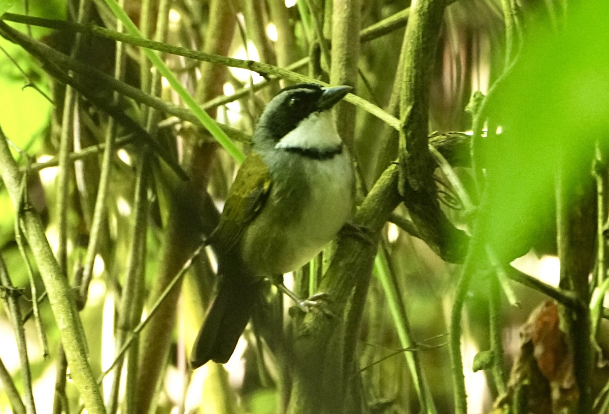 Perija Brushfinch - ML645251486