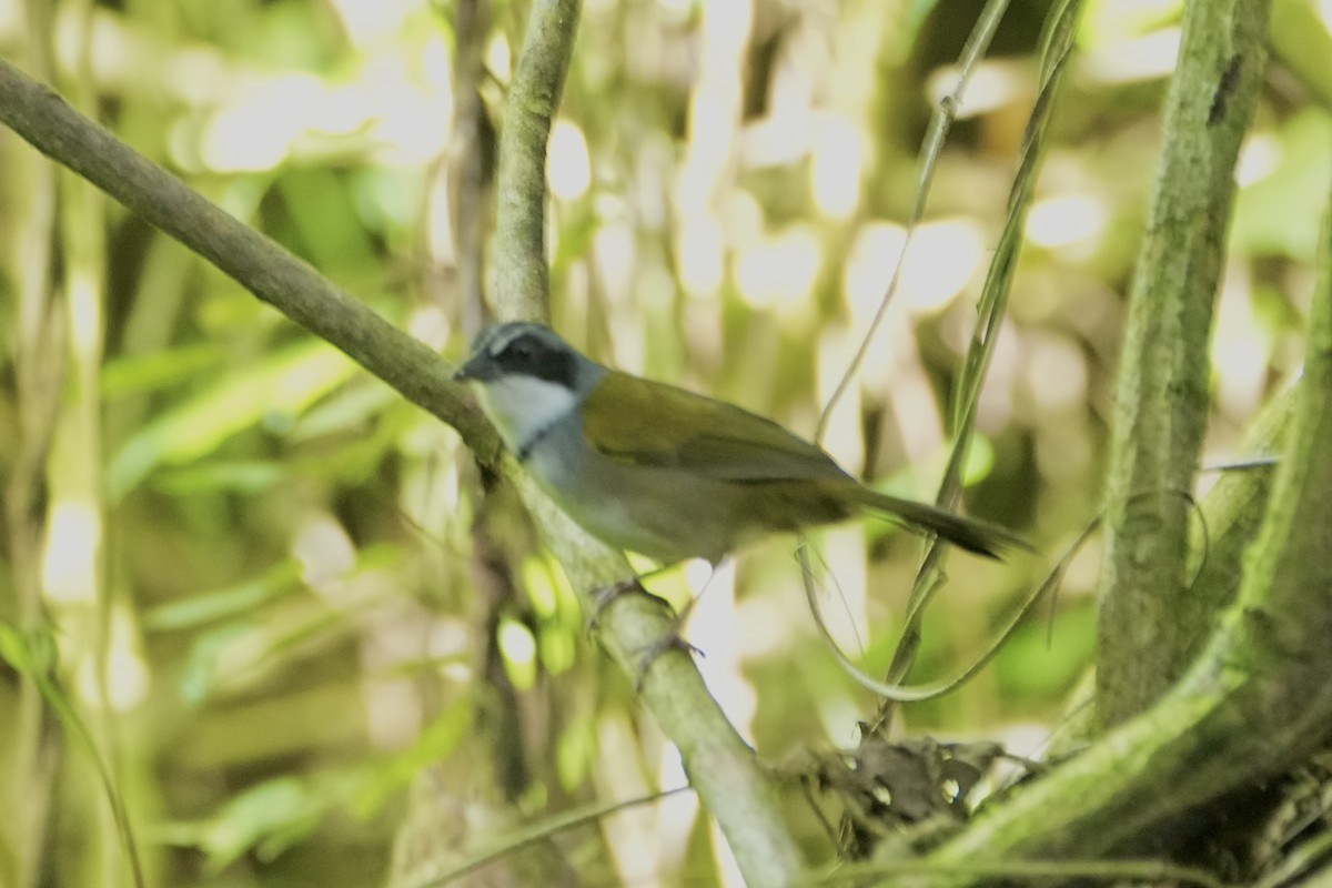 Perija Brushfinch - ML645251487