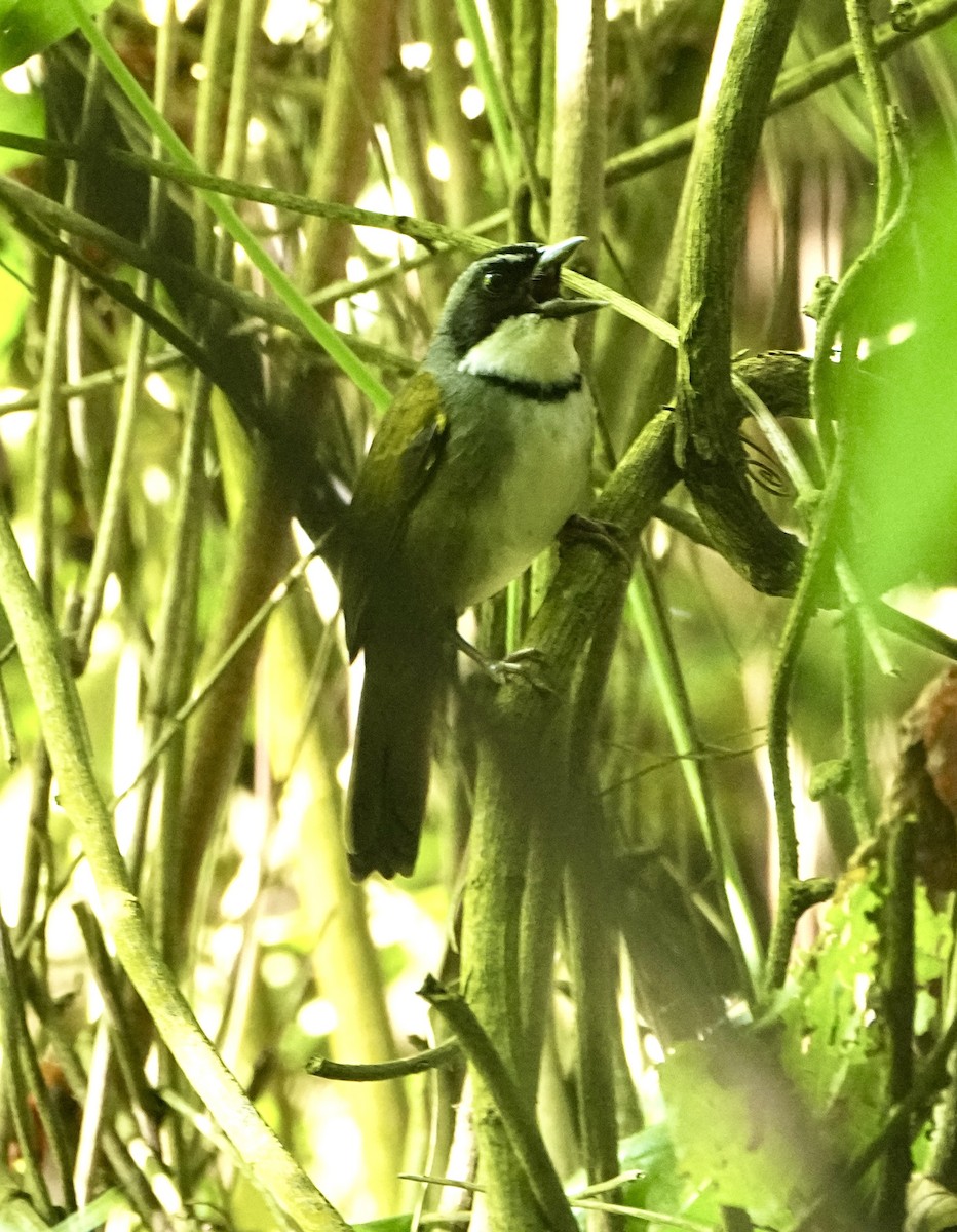 Perija Brushfinch - ML645251488