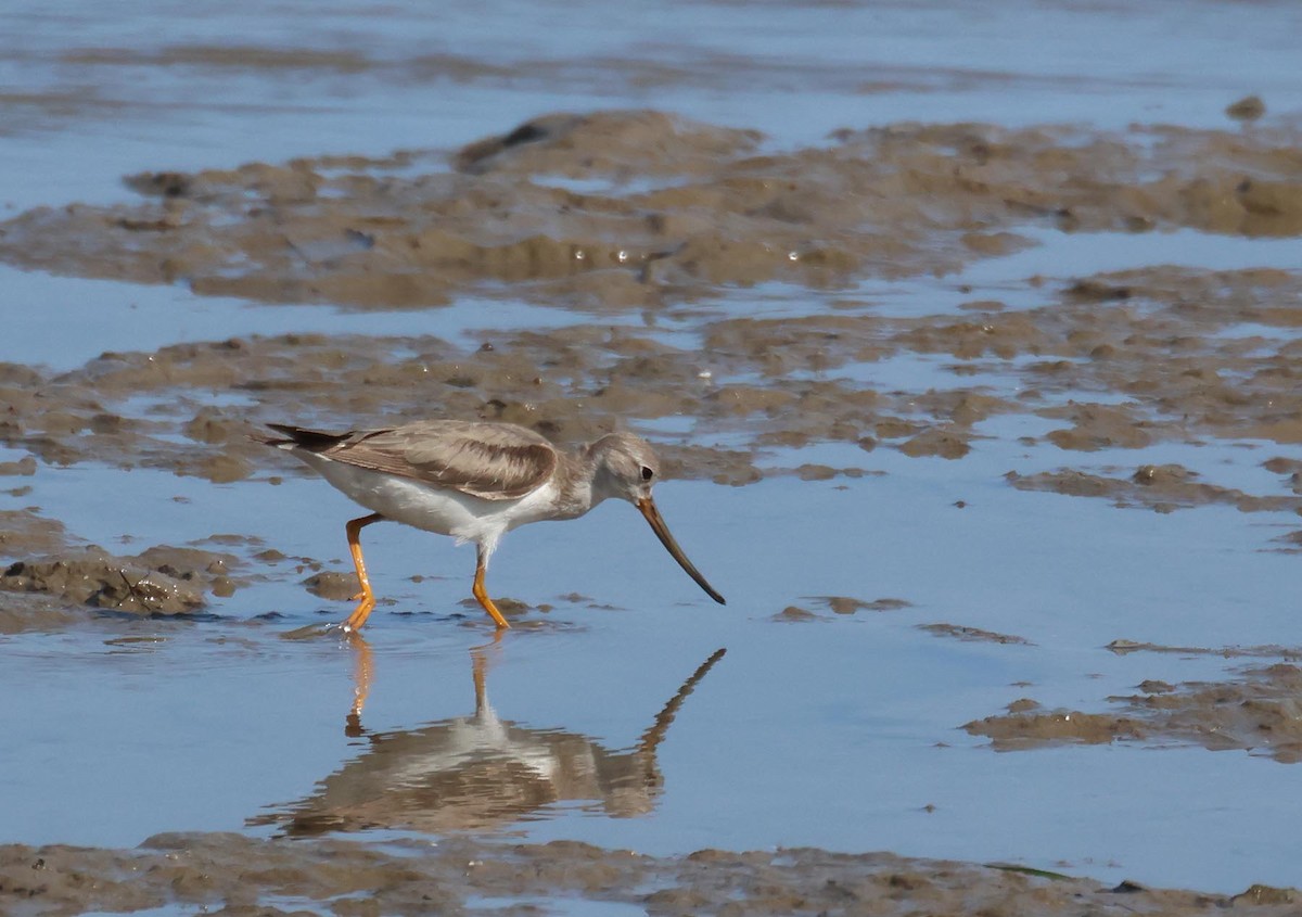 ביצנית אפורה - ML645251489