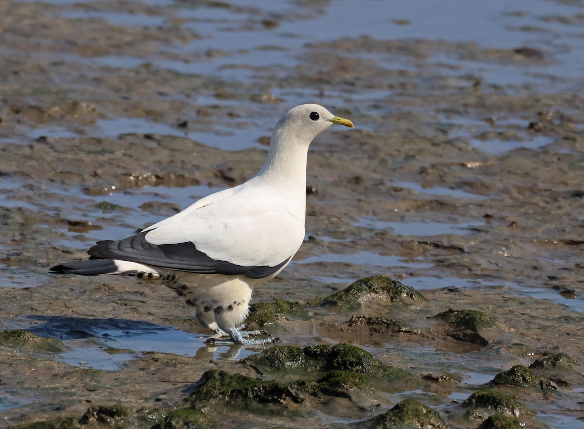 Carpophage argenté - ML645251492