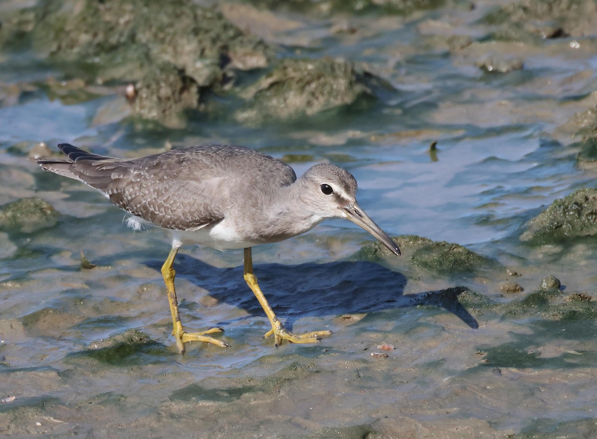 Chevalier de Sibérie - ML645251505