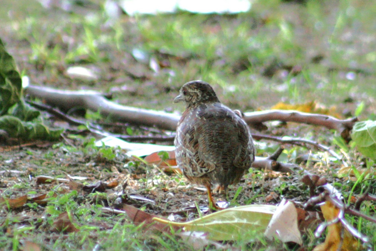 perepel rudooký - ML645251506