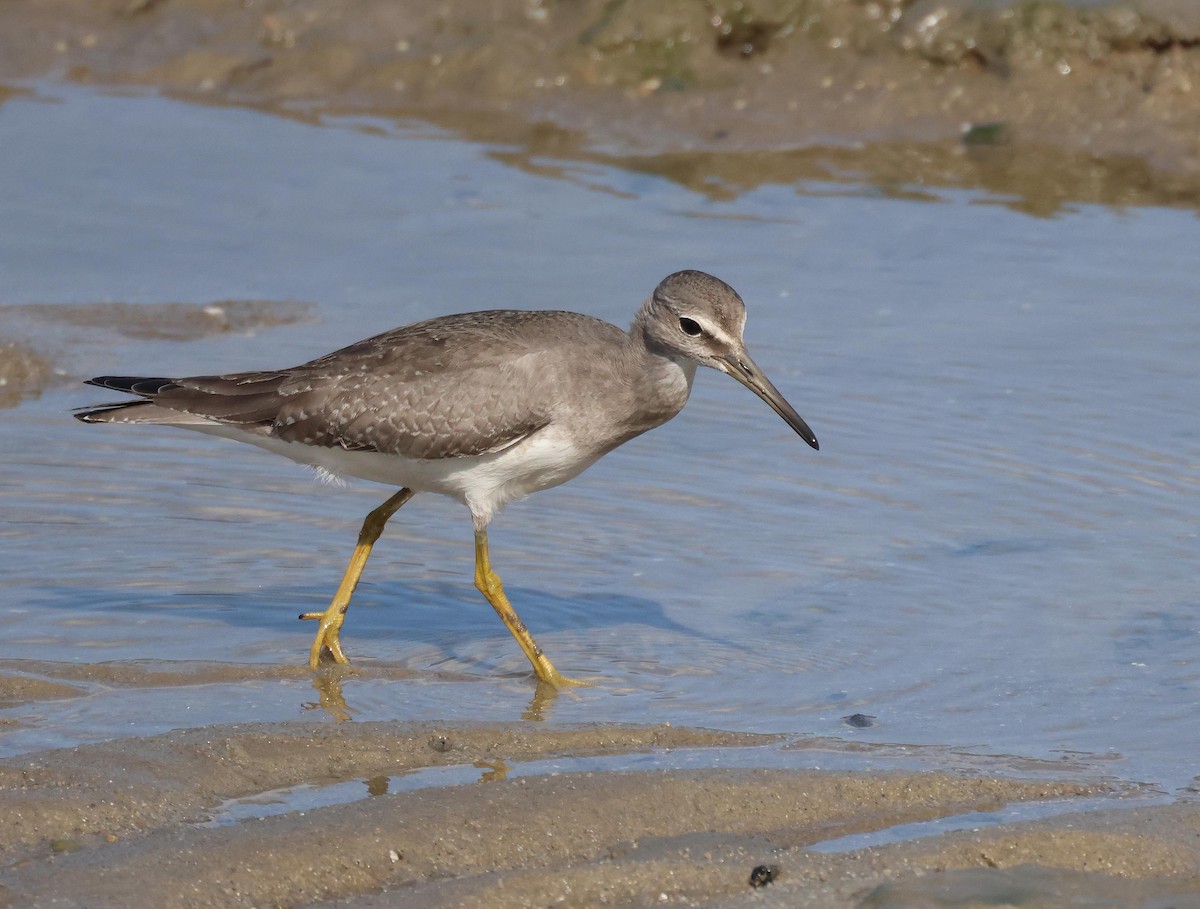 Chevalier de Sibérie - ML645251510