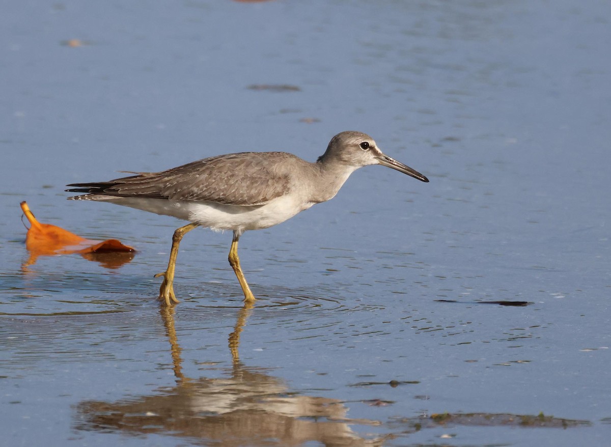 Chevalier de Sibérie - ML645251515
