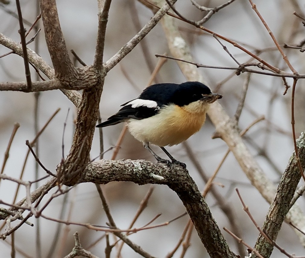 Yellow-bellied Hyliota - ML645251538