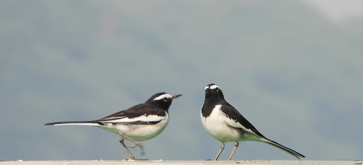 Bergeronnette indienne - ML645251551