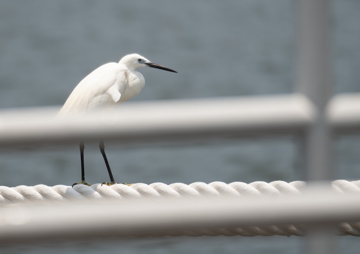 Little Egret - ML645251564