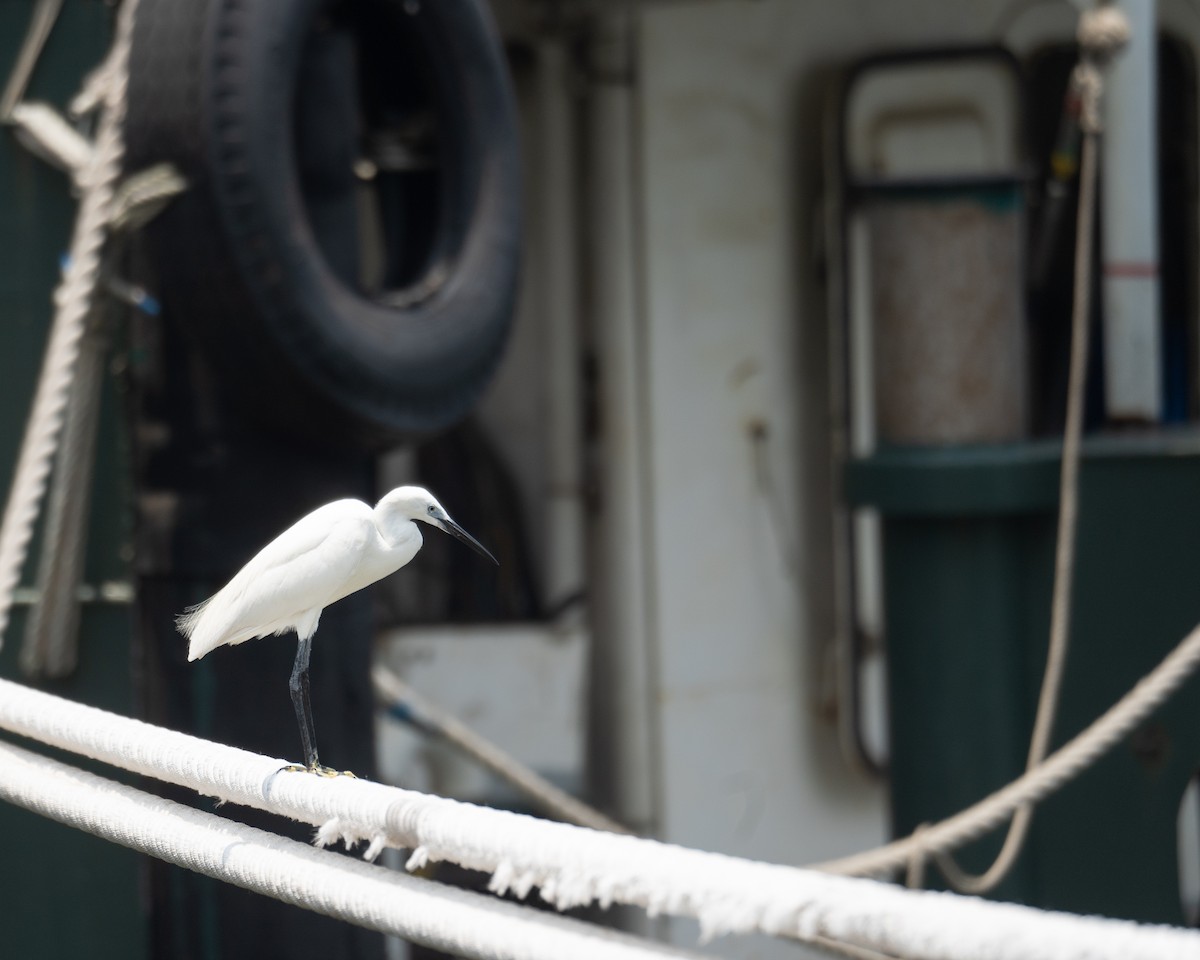 Little Egret - ML645251565