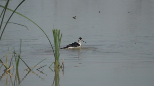 Cavaliere d'Italia - ML645251569