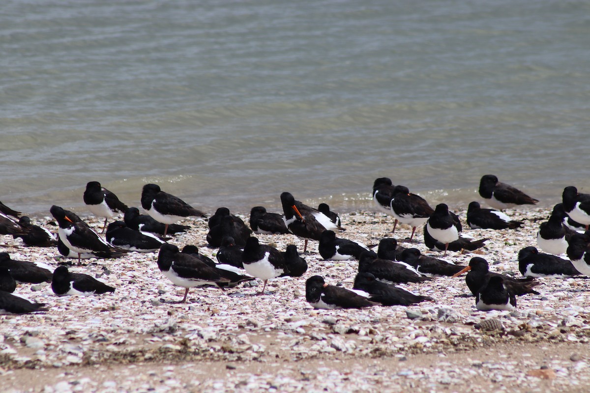 ústřičník jižní - ML645251575