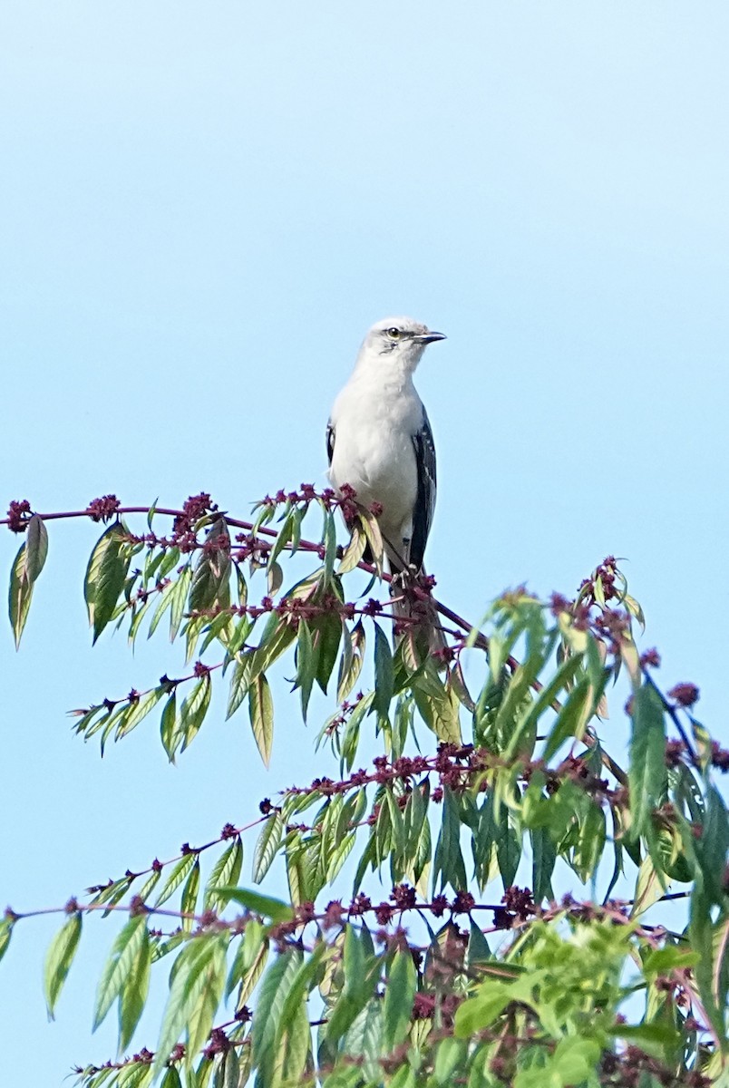 Moqueur des savanes - ML645251594