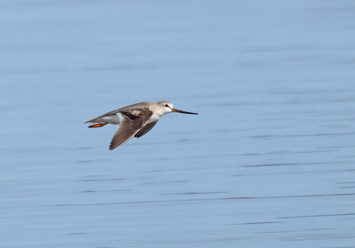 ביצנית אפורה - ML645251600