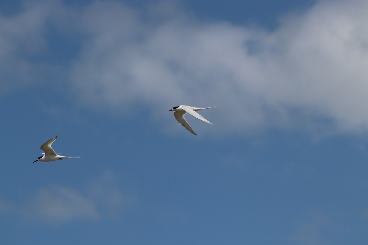 White-fronted Tern - ML645251603