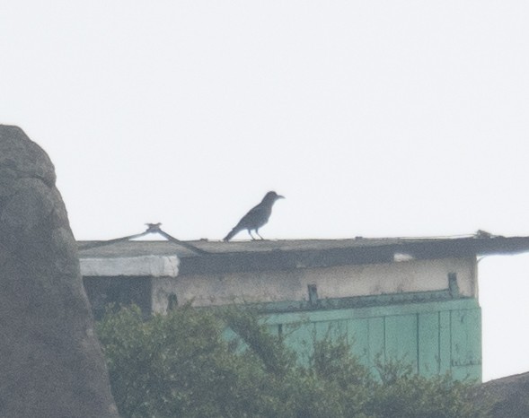 Large-billed Crow - ML645251604