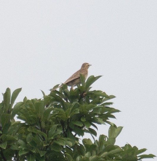 Richard's Pipit - ML645251607