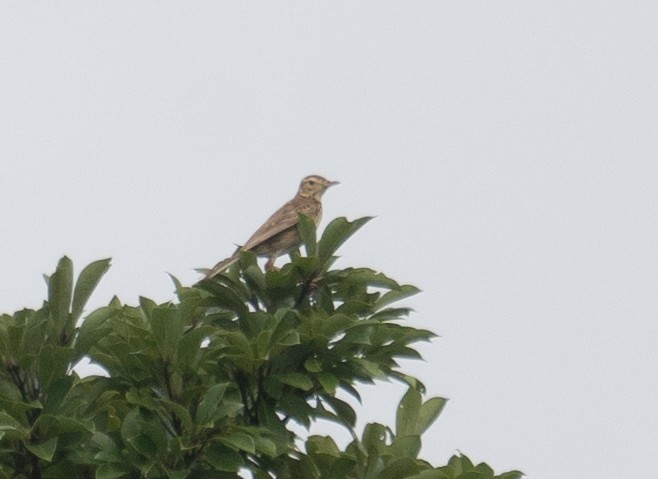 Richard's Pipit - ML645251608