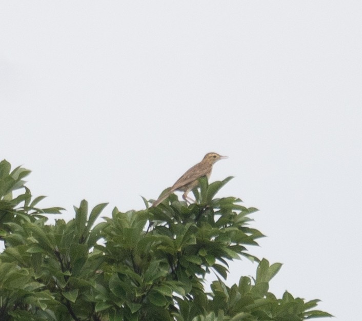 Richard's Pipit - ML645251609