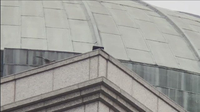 Peregrine Falcon (Australian) - ML645251612