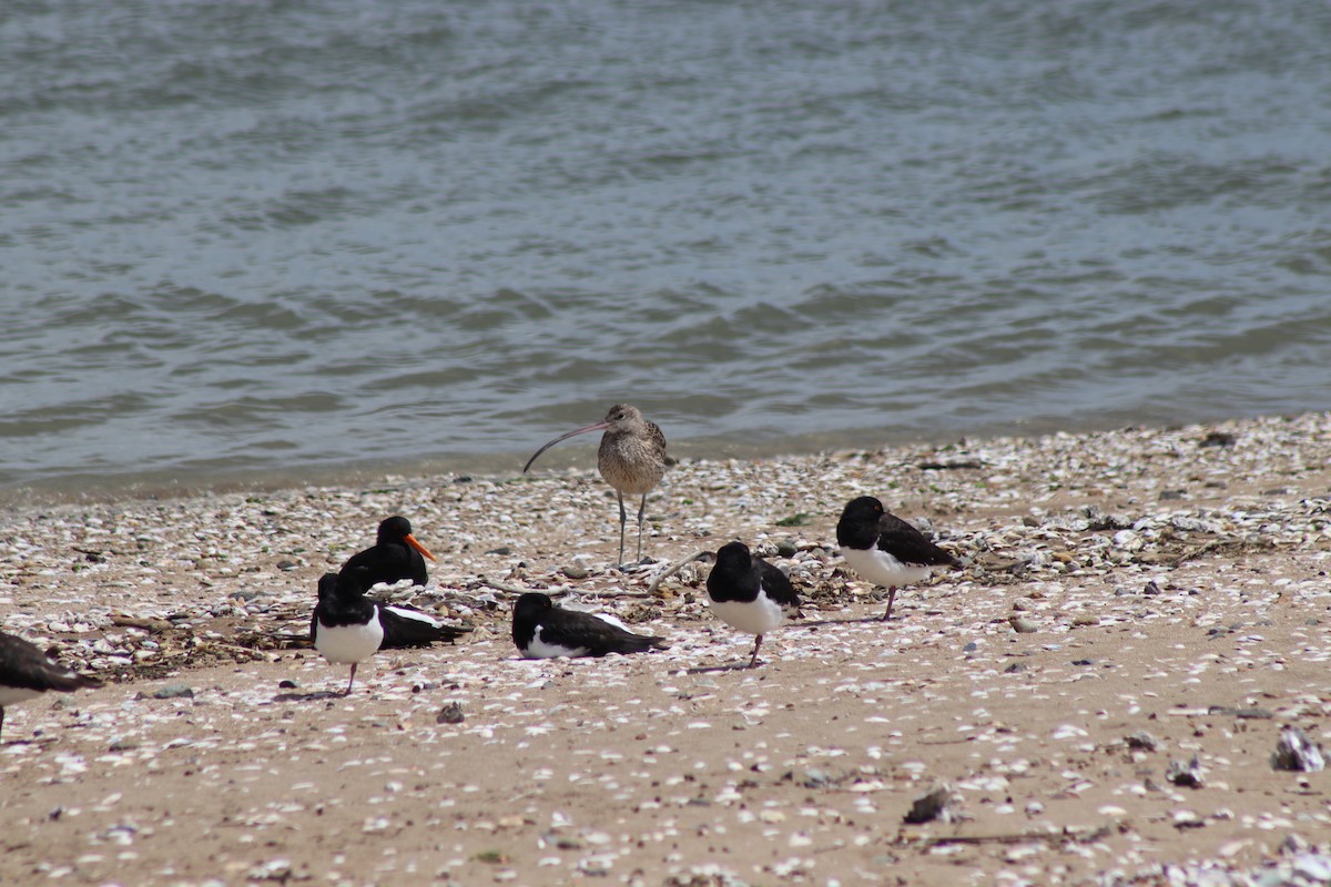 Far Eastern Curlew - ML645251618