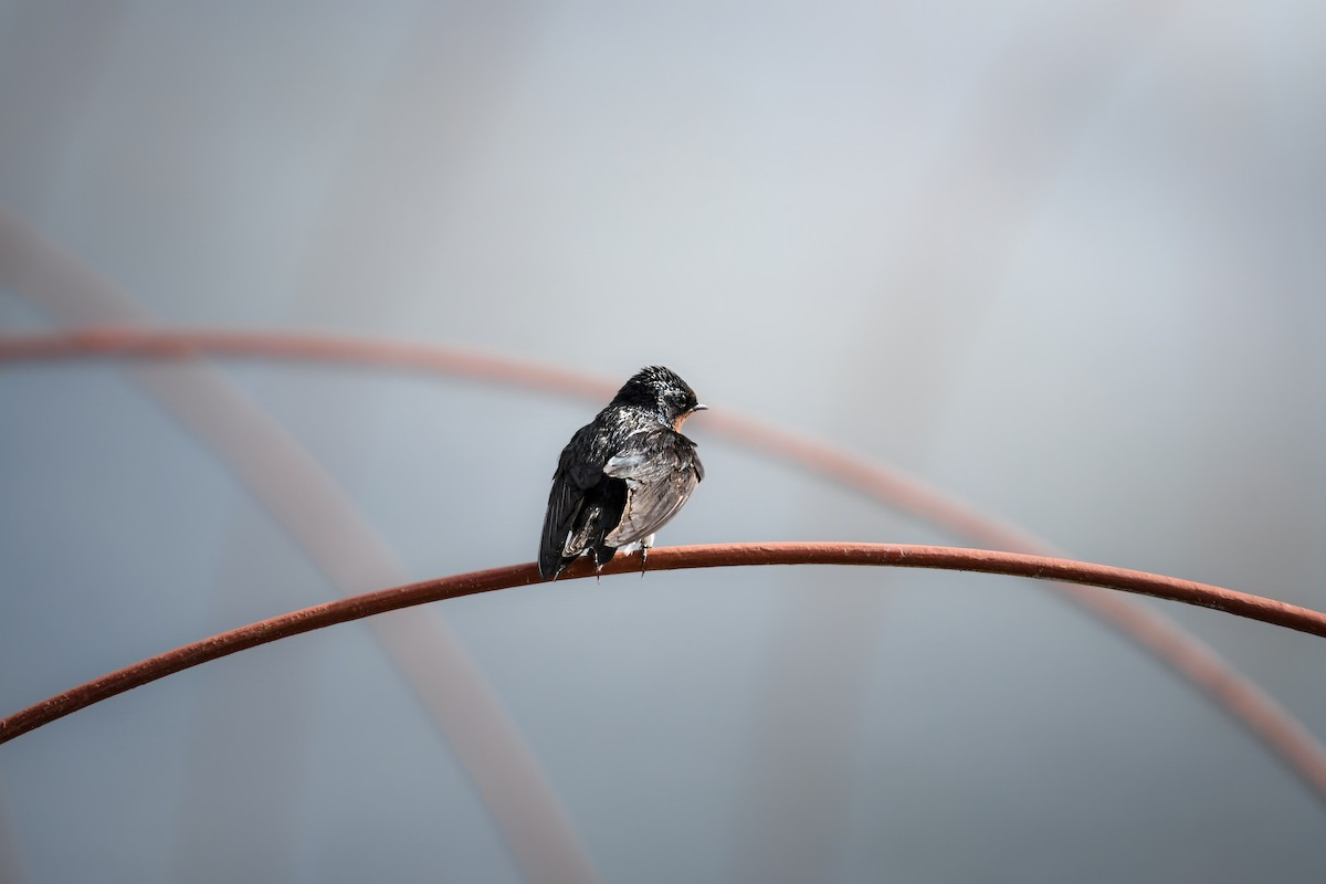 vlaštovka obecná - ML645251620