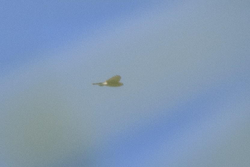 Aerospiza, Tachyspiza, Accipiter ou Astur sp. - ML645251623