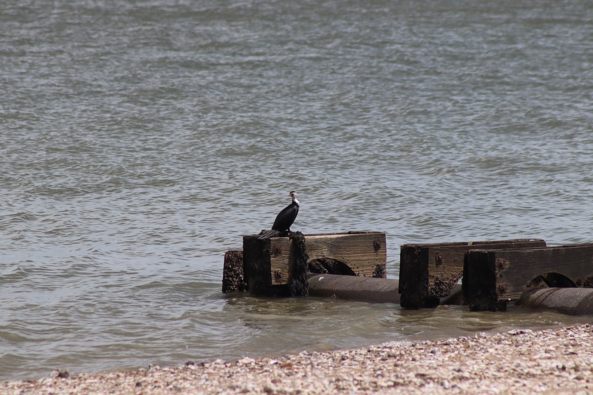 Little Pied Cormorant - ML645251627