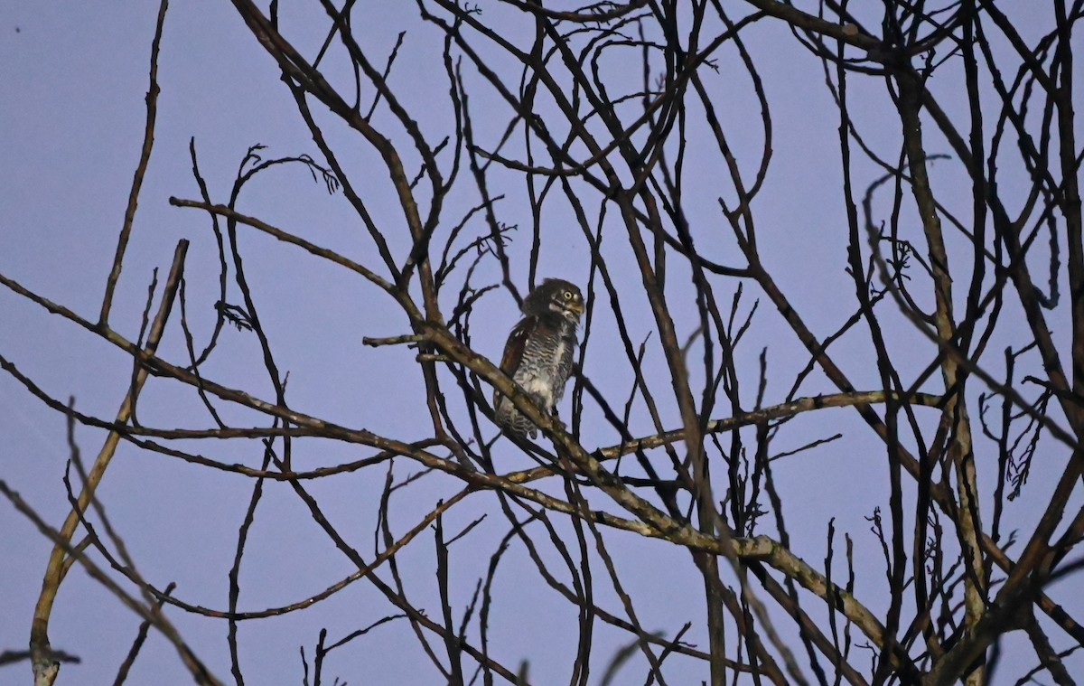 Jungle Owlet - ML645251637