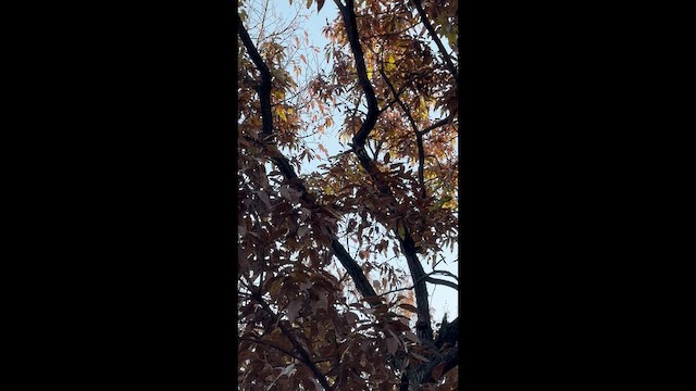 Gray-capped Pygmy Woodpecker - ML645251651