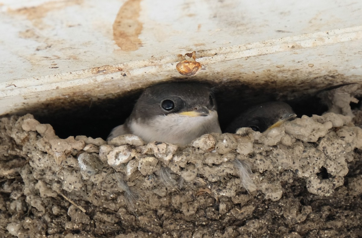 Common Swift - ML645251682