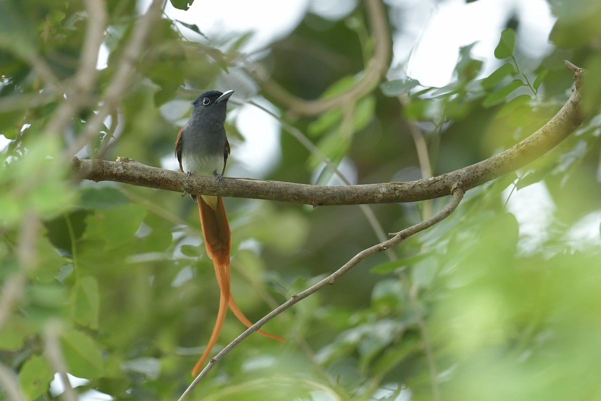 Blyth's Paradise-Flycatcher - ML645251683
