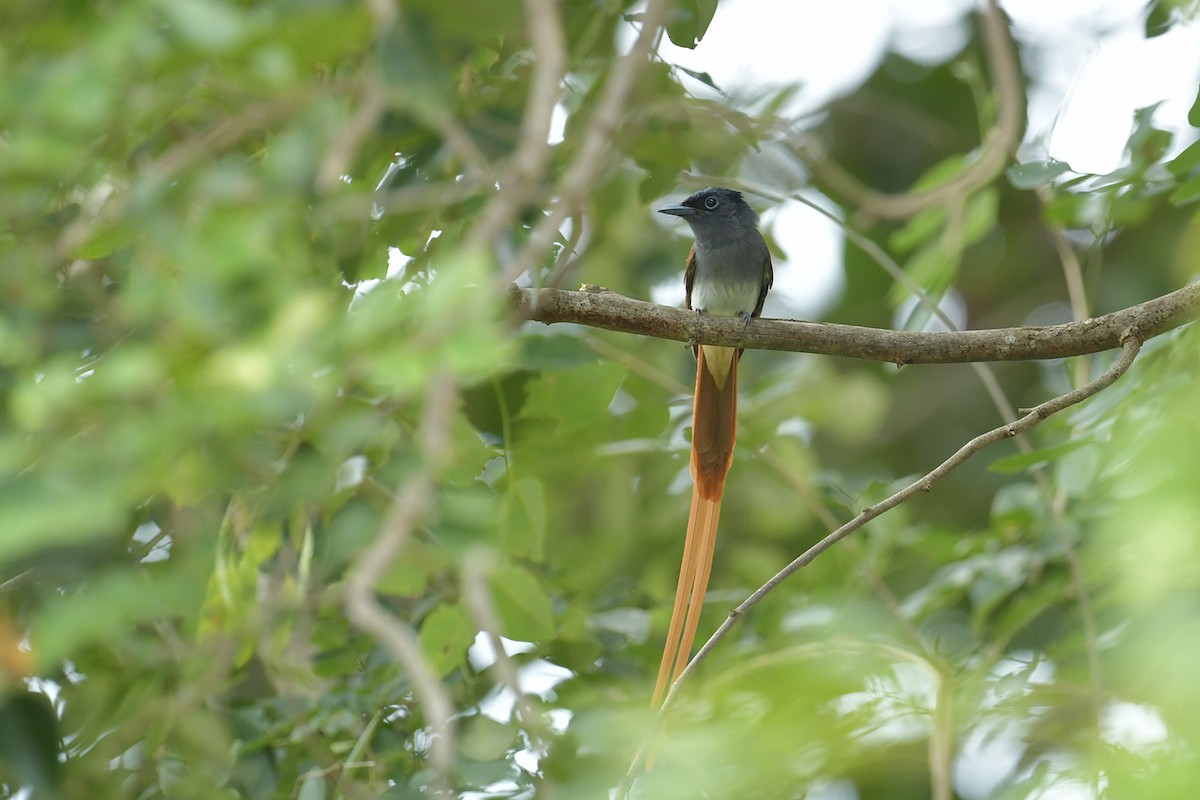 Blyth's Paradise-Flycatcher - ML645251684