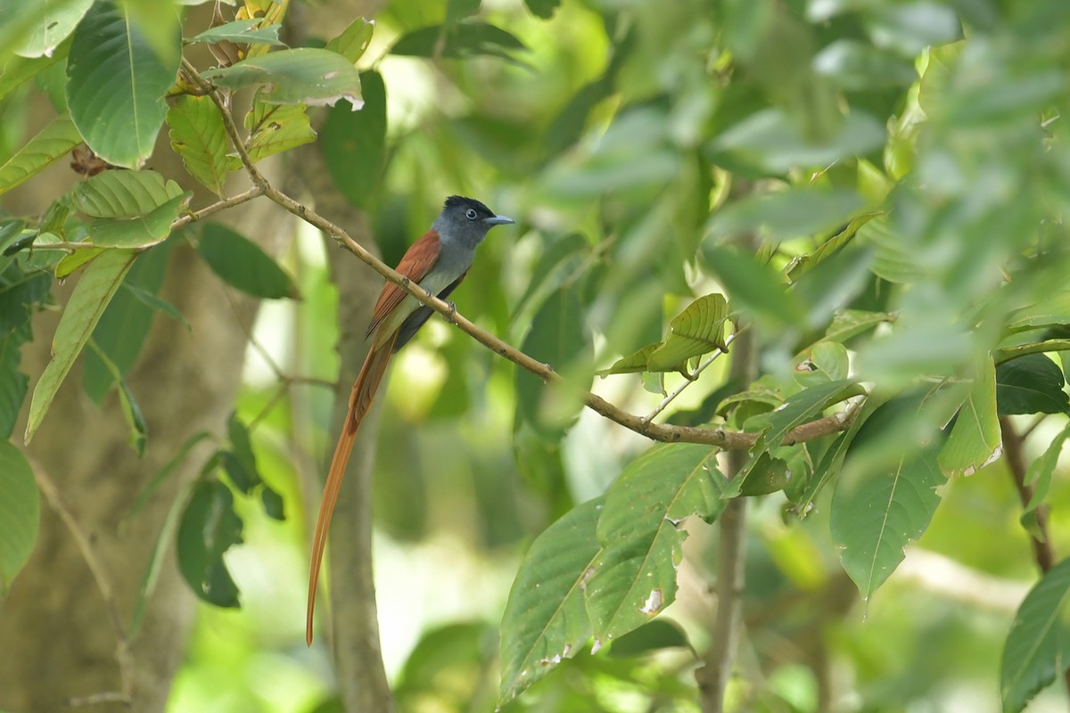 Blyth's Paradise-Flycatcher - ML645251685