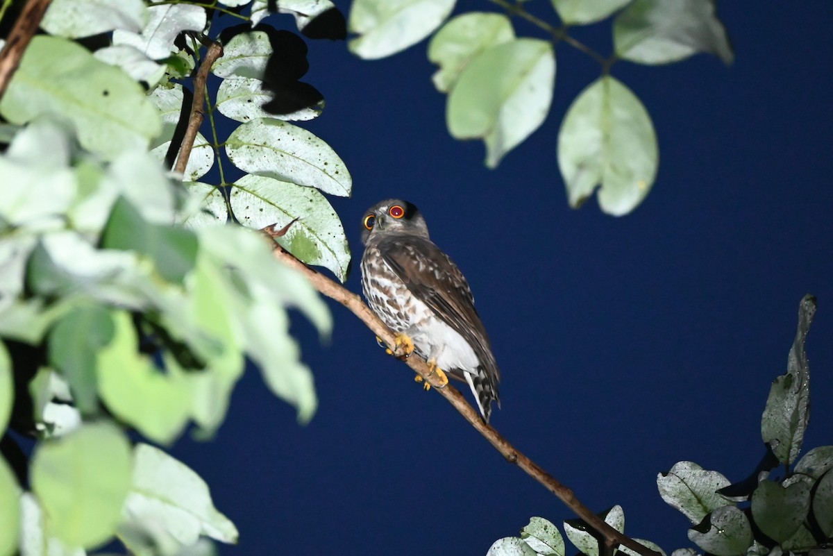 Brown Boobook - ML645251686