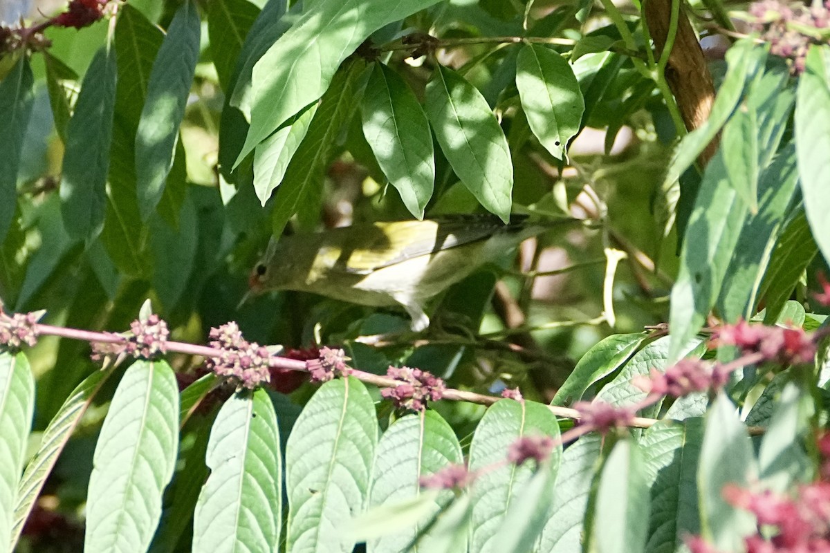 Червоїд світлобровий - ML645251695