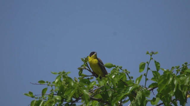 Black-headed Bunting - ML645251702