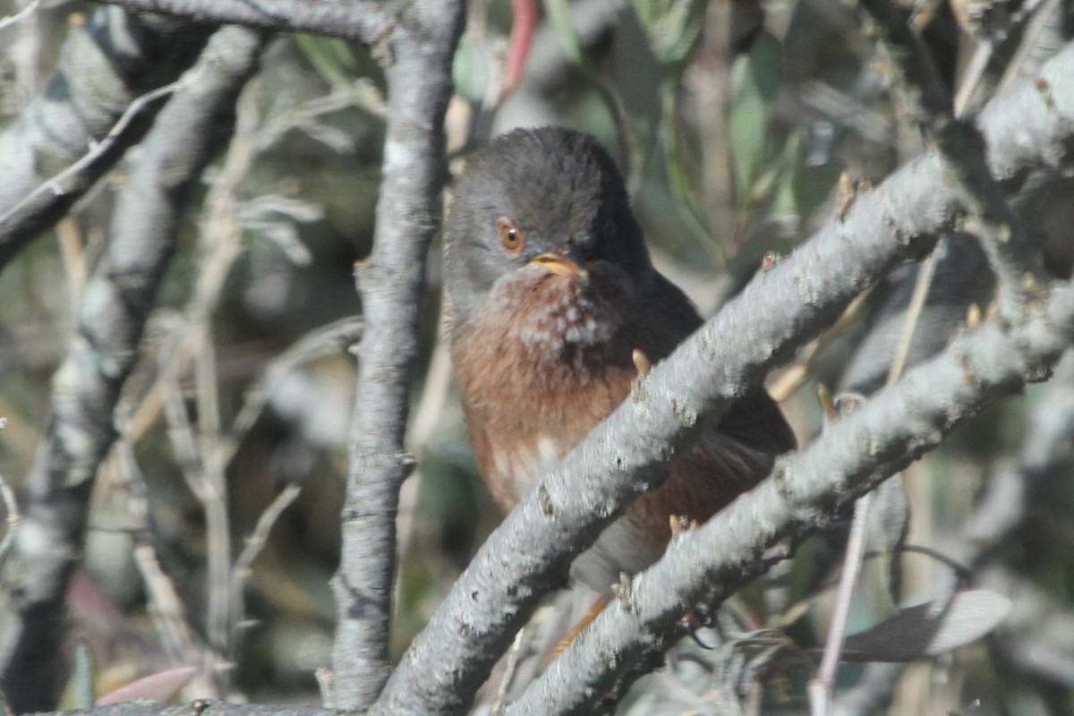 Funda Ötleğeni - ML645251703