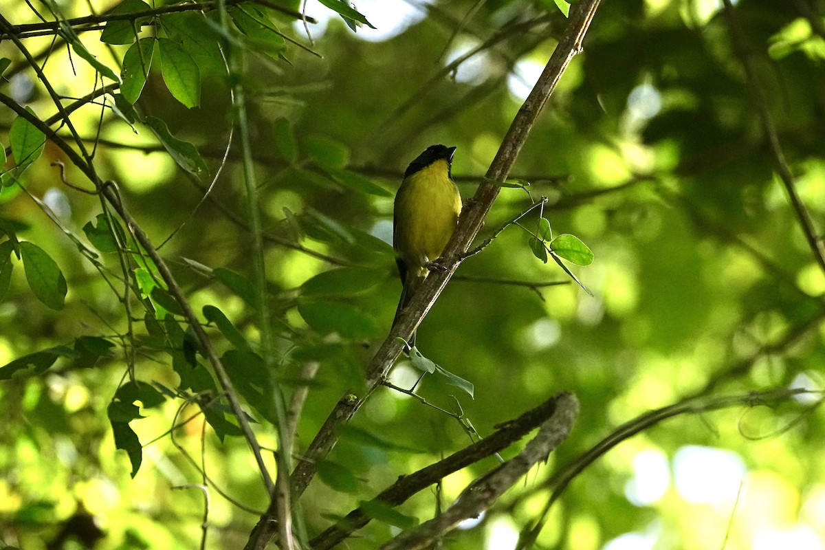 Slate-throated Redstart - ML645251705