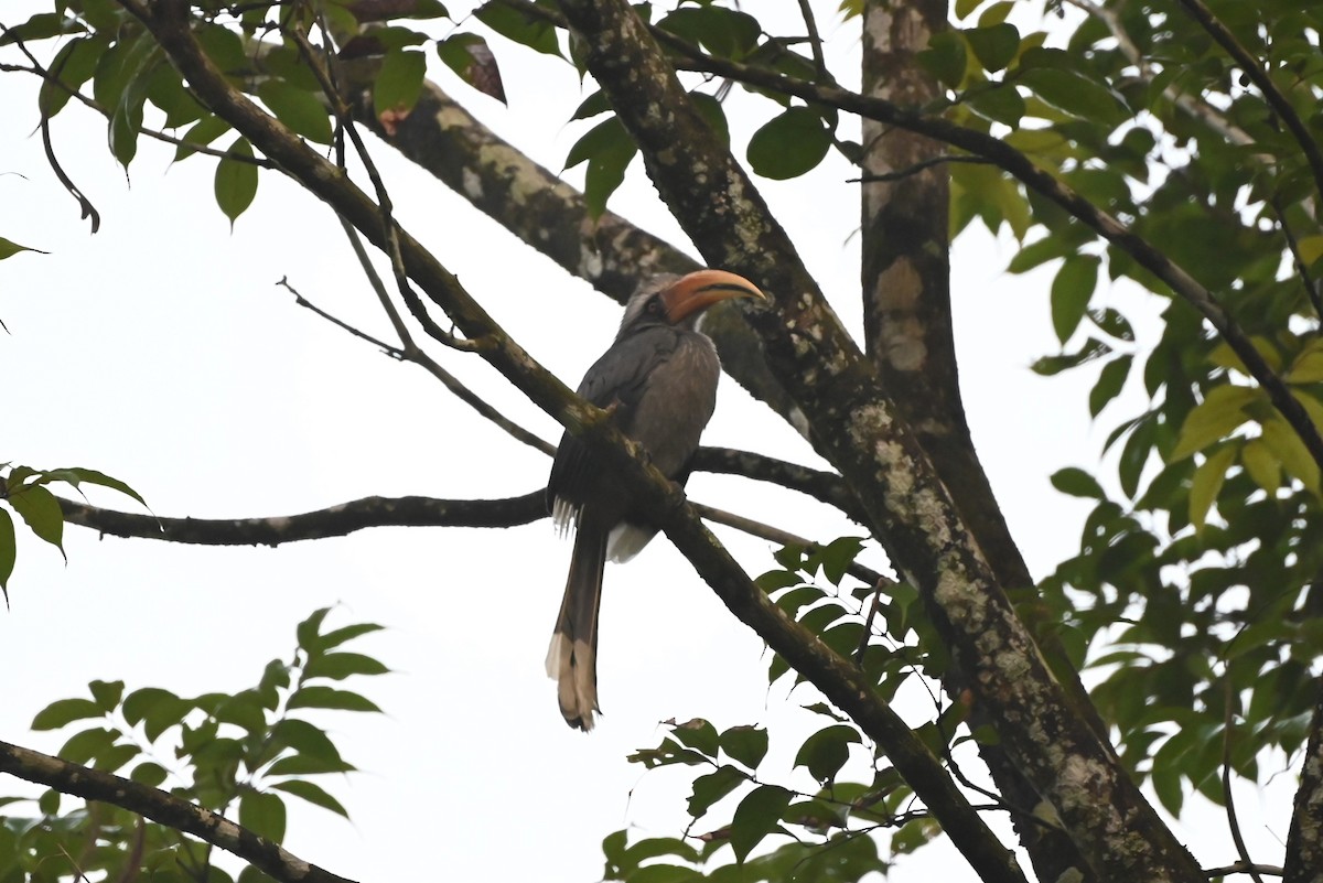 Malabar Gray Hornbill - ML645251706